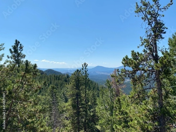 Fototapeta forest in the mountains