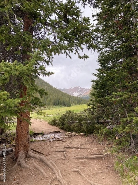 Obraz tree in the woods