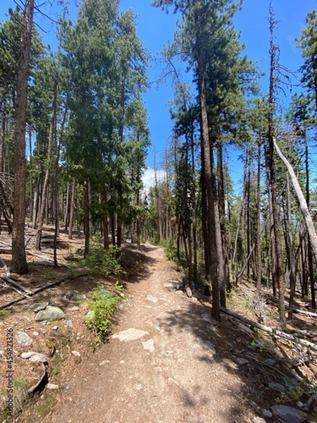 Fototapeta path in the forest