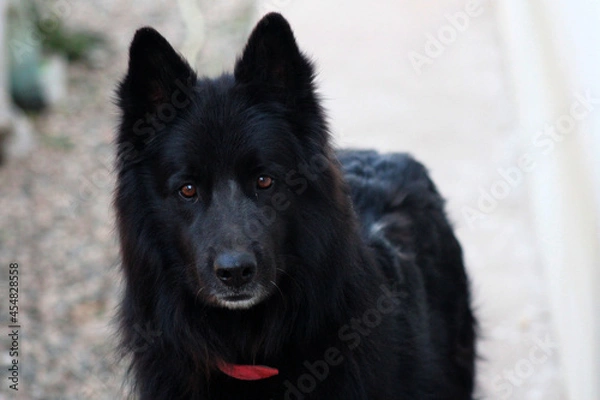 Obraz Close up of a black dog, Belgian shepherd.