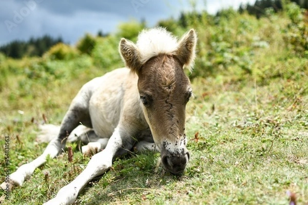 Obraz wild ponies in the mountains