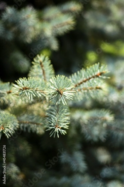 Fototapeta close up of pine needles
