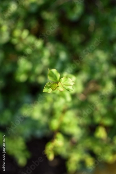 Obraz bush leaves isolated