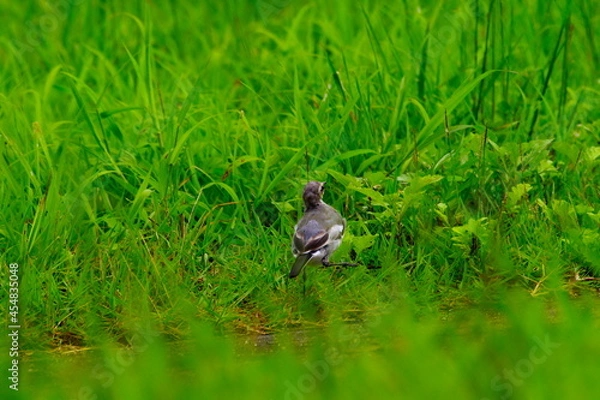 Fototapeta セキレイ