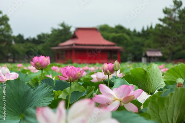 Fototapeta 猿賀公園の蓮の花