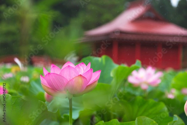 Fototapeta 猿賀公園の蓮の花