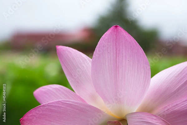 Fototapeta 猿賀公園の蓮の花