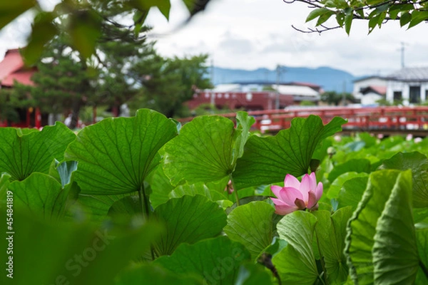 Fototapeta 猿賀公園の蓮の花