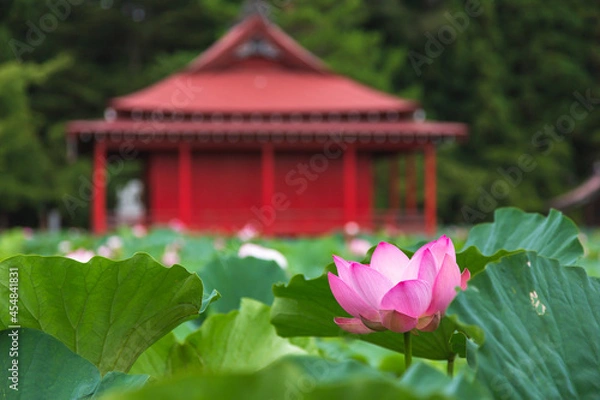 Fototapeta 猿賀公園の蓮の花