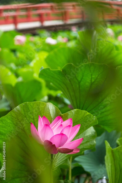 Fototapeta 猿賀公園の蓮の花