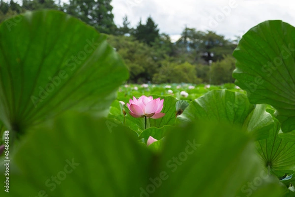 Fototapeta 猿賀公園の蓮の花
