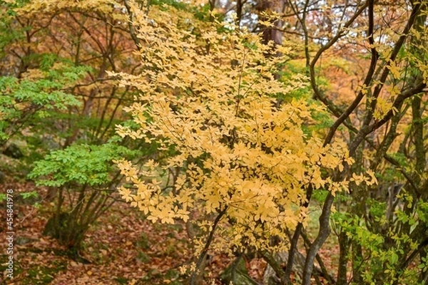 Fototapeta 中禅寺湖畔で見たカラフルなドウダンツツジの黄葉＠栃木