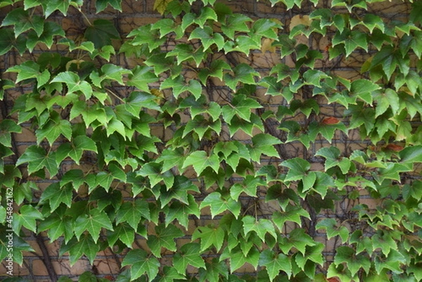 Fototapeta 甲子園球場