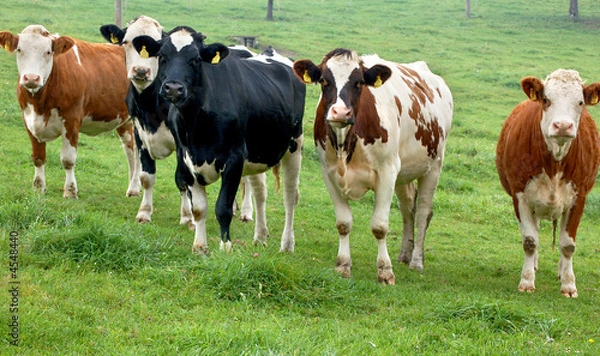 Fototapeta Fünf Kühe