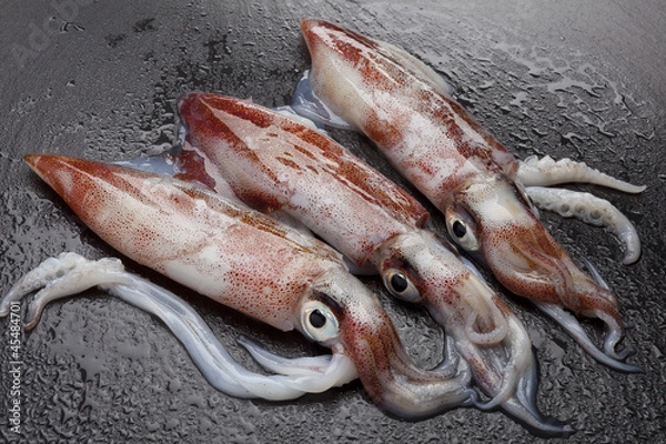 Obraz squids