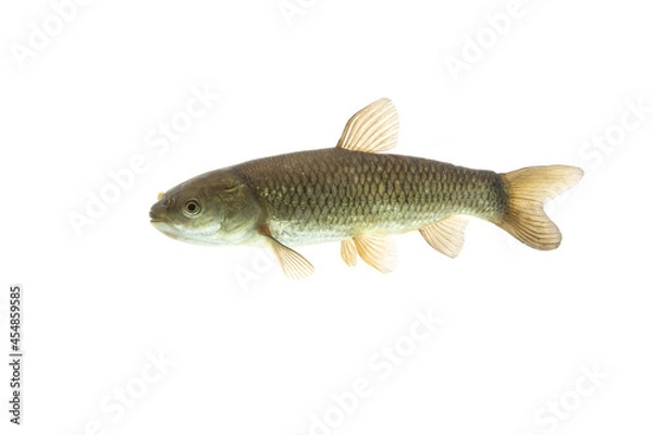 Obraz Grass Carp fish on white background