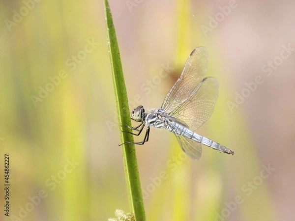Fototapeta トンボのクローズアップ