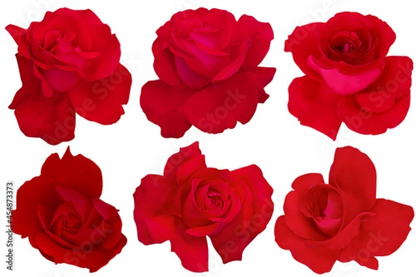 Obraz Collage of Blossom Red Roses on a white background.Rose with clipping path.