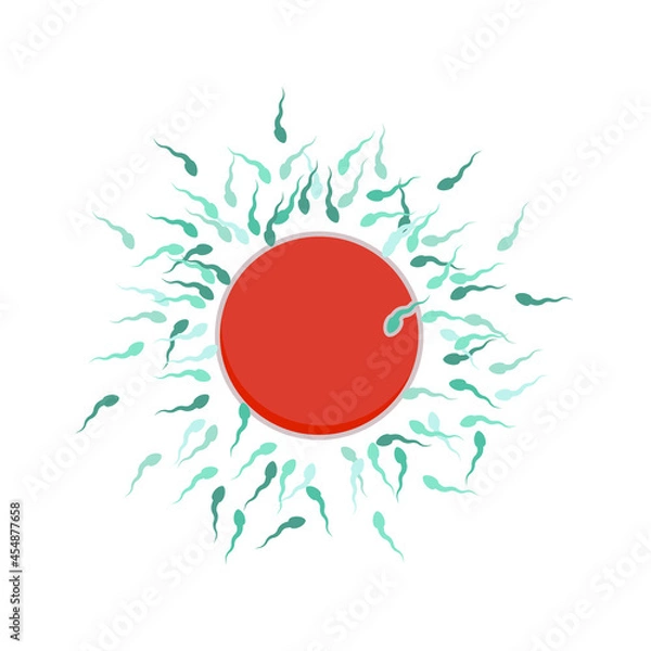 Fototapeta There are many sperm cells around the egg. One sperm cell enters the egg cell. Fertilization process. Vector illustration, flat cartoon color minimal design, isolated on white background, eps 10.