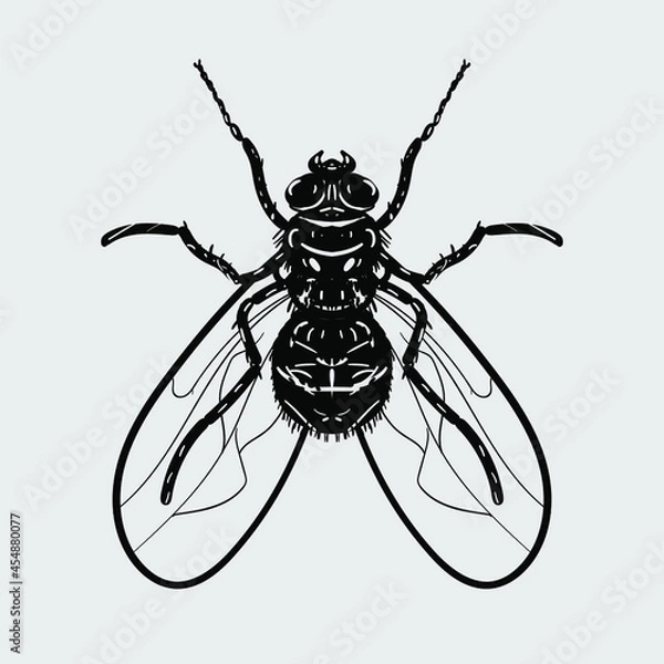 Fototapeta fly. hand-drawn black and white illustration.