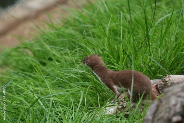 Fototapeta Weasel