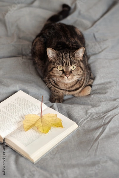 Fototapeta The Scottish Straight cat is lying on the bed. Autumn weekend concepts.