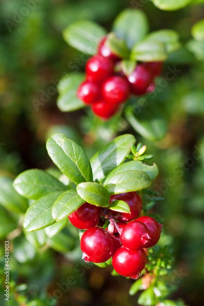 Obraz forest cranberries Bush of ripe berries. a few red berries