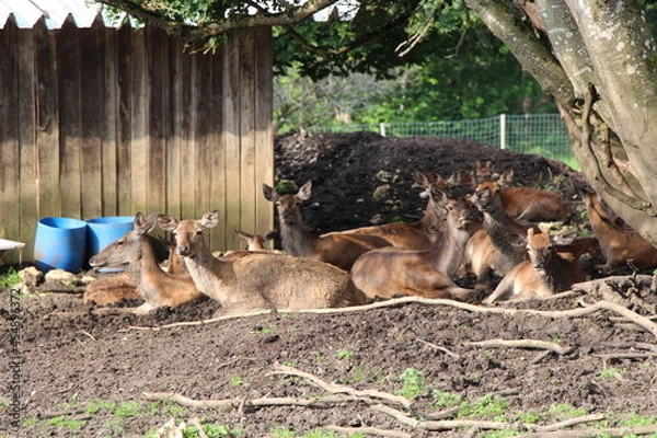 Obraz deer in close up