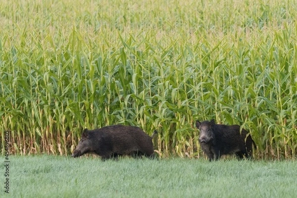 Obraz Two wild boars near corn field