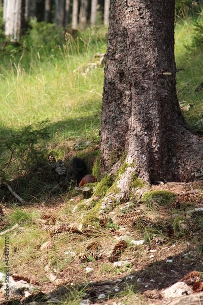 Obraz a funny squirrel