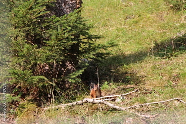 Obraz a funny squirrel