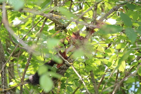 Obraz a squirrel in the forest