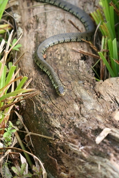 Fototapeta Grass Snake