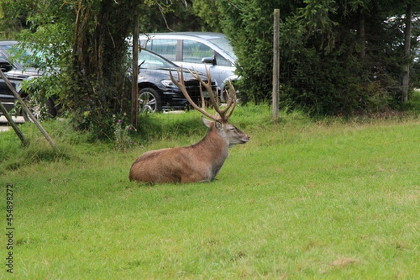 Obraz deer in the green