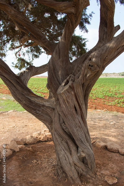 Fototapeta Close up of the love tree at Capo Greco, Cyprus.