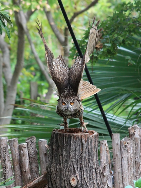 Fototapeta Eurasian Eagle-Owl