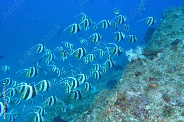 Obraz 奄美大島 ムレハタタテダイ
2108 7595