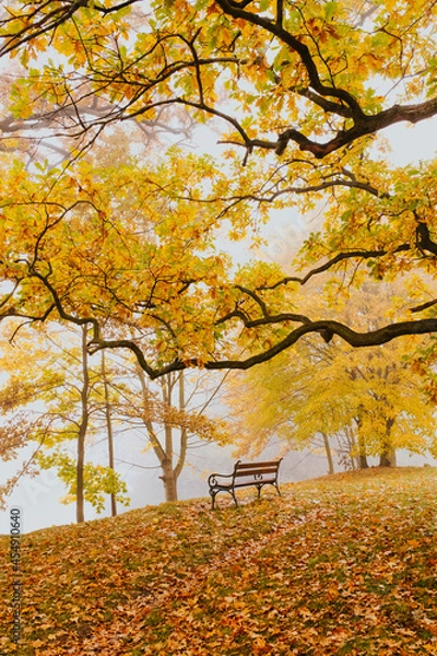 Obraz foggy autumn