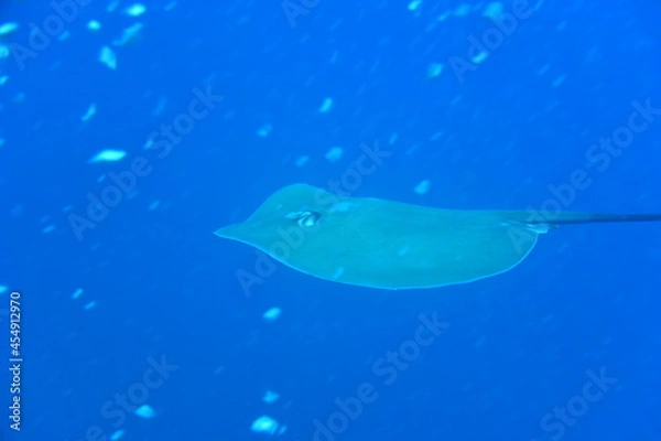 Obraz 奄美大島 エイ
2108 7623