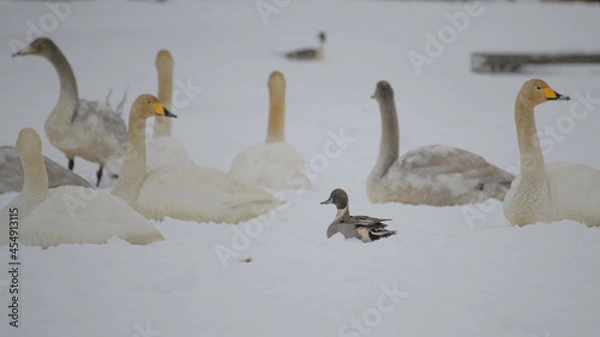 Fototapeta 雪原の白鳥の群れに紛れる鴨