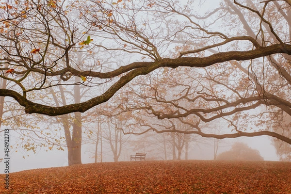 Obraz foggy autumn