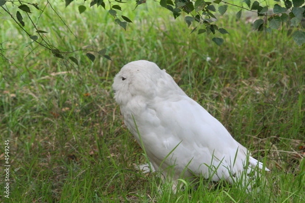 Fototapeta Snowy Owl