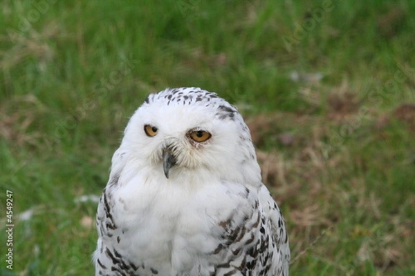Fototapeta Snowy Owl