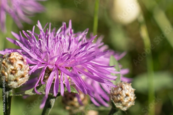 Fototapeta pink cornflower flower close-up. the background image. an idea for a puzzle.Purple-pink flowers of a large cornflower.
