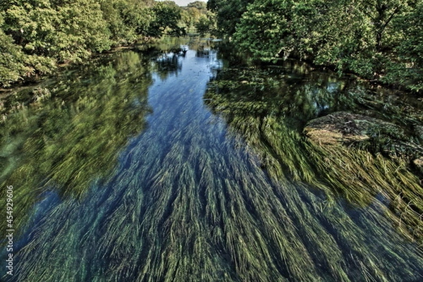 Obraz San Marcos River Grass