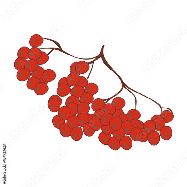 Obraz Red rowan berries bunch. Vector illustration isolated on a white background.
