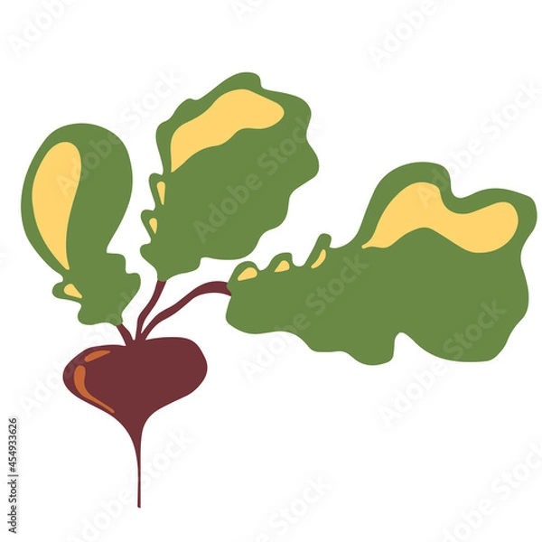 Obraz Beetroot, radish vector illustration isolated on white background.