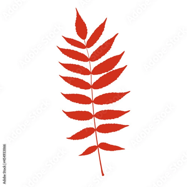 Obraz Rowan leaf vector image. Isolated on white background.