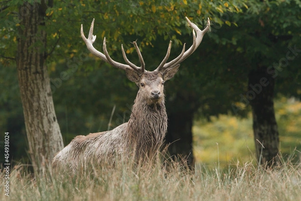 Fototapeta Cerf, Cervus elaphus