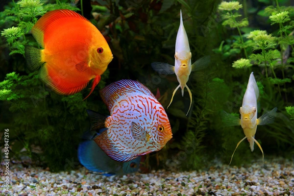Fototapeta Discus (Symphysodon), multi-colored cichlids in the aquarium, the freshwater fish native to the Amazon River basin